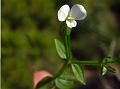 Winged-Stem Canscora